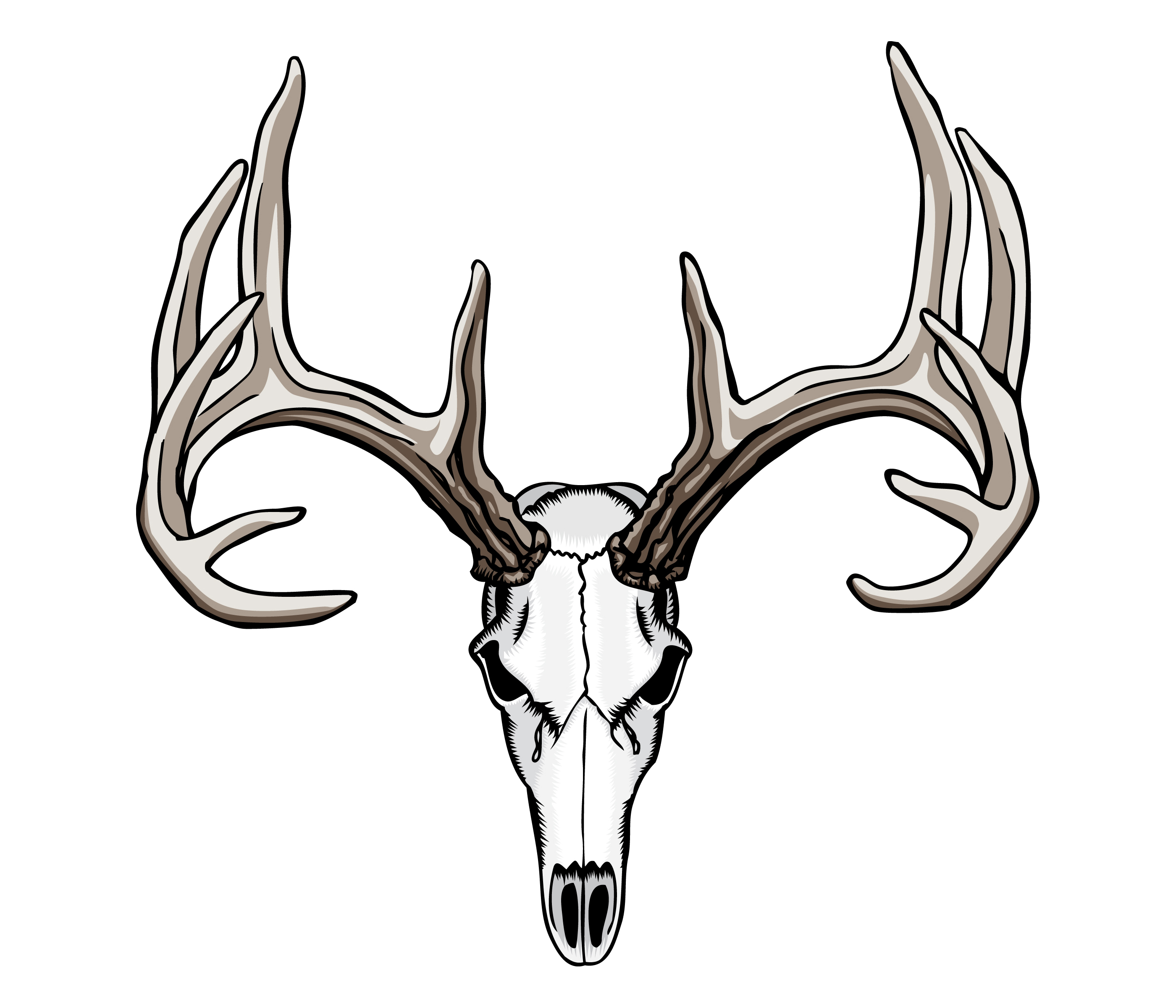 Deer Skull Drawing Modern Sketch