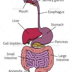 Digestive System Drawing