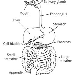 Digestive System Drawing Amazing Sketch