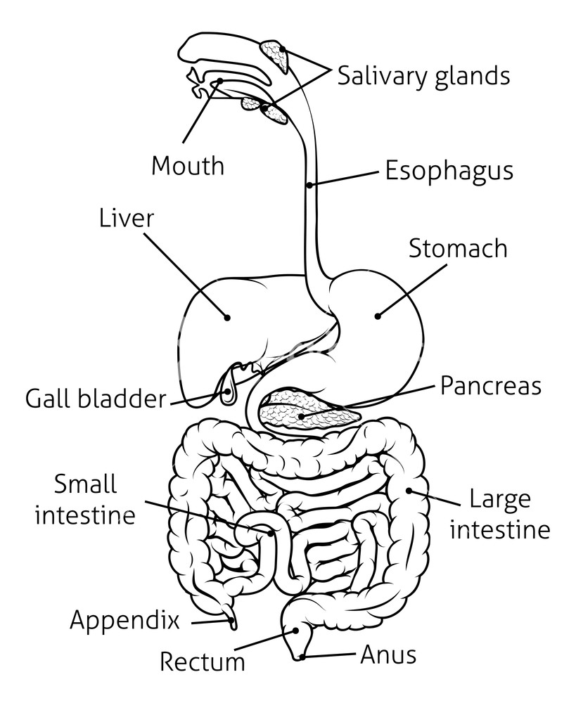 Digestive System Drawing Amazing Sketch