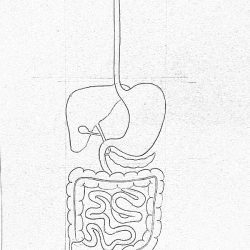 Digestive System Drawing Art