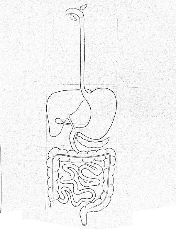 Digestive System Drawing Art