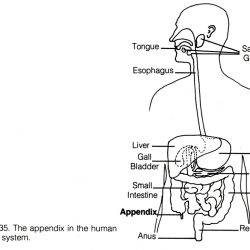 Digestive System Drawing Artistic Sketching