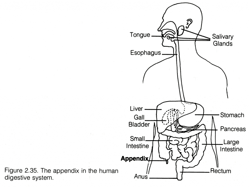 Digestive System Drawing Artistic Sketching