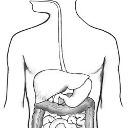 Digestive System Drawing Creative Style