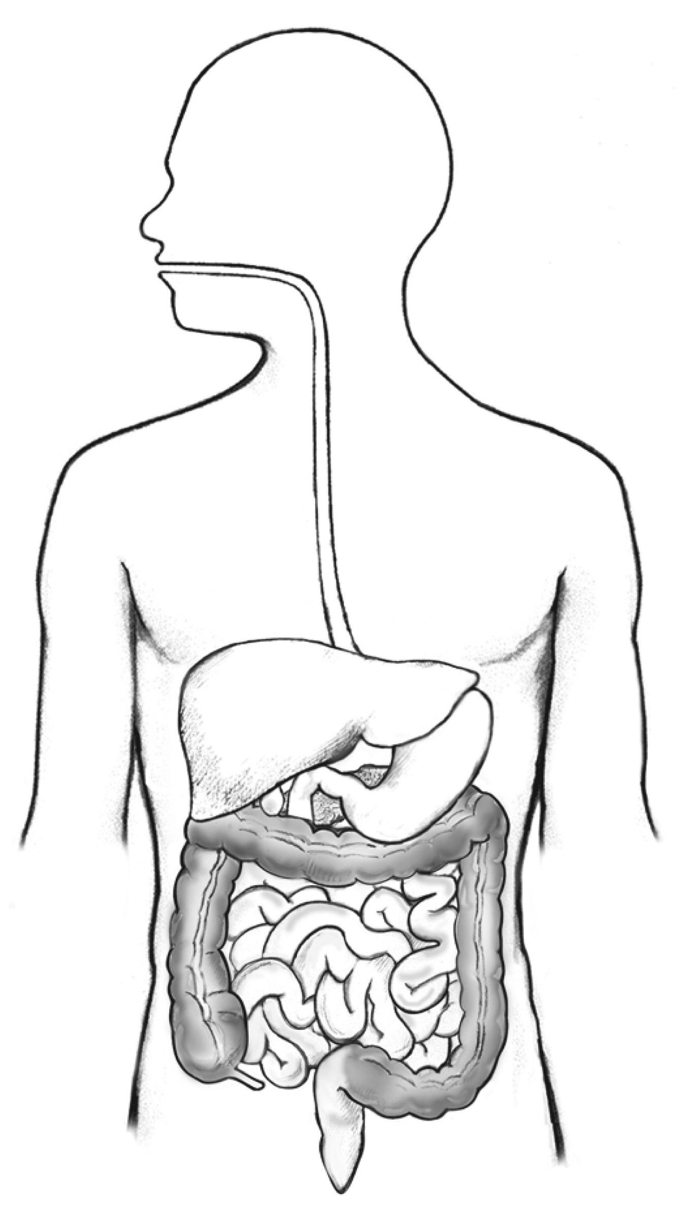 Digestive System Drawing Creative Style