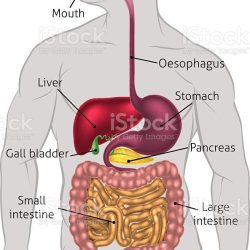 Digestive System Drawing Detailed Sketch