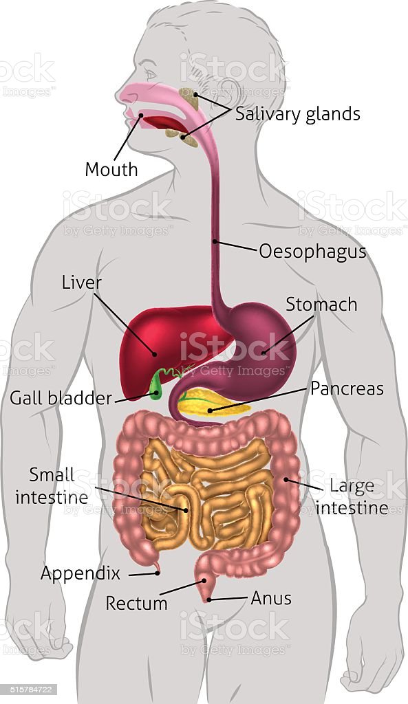 Digestive System Drawing Detailed Sketch