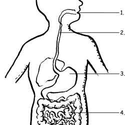 Digestive System Drawing Fine Art