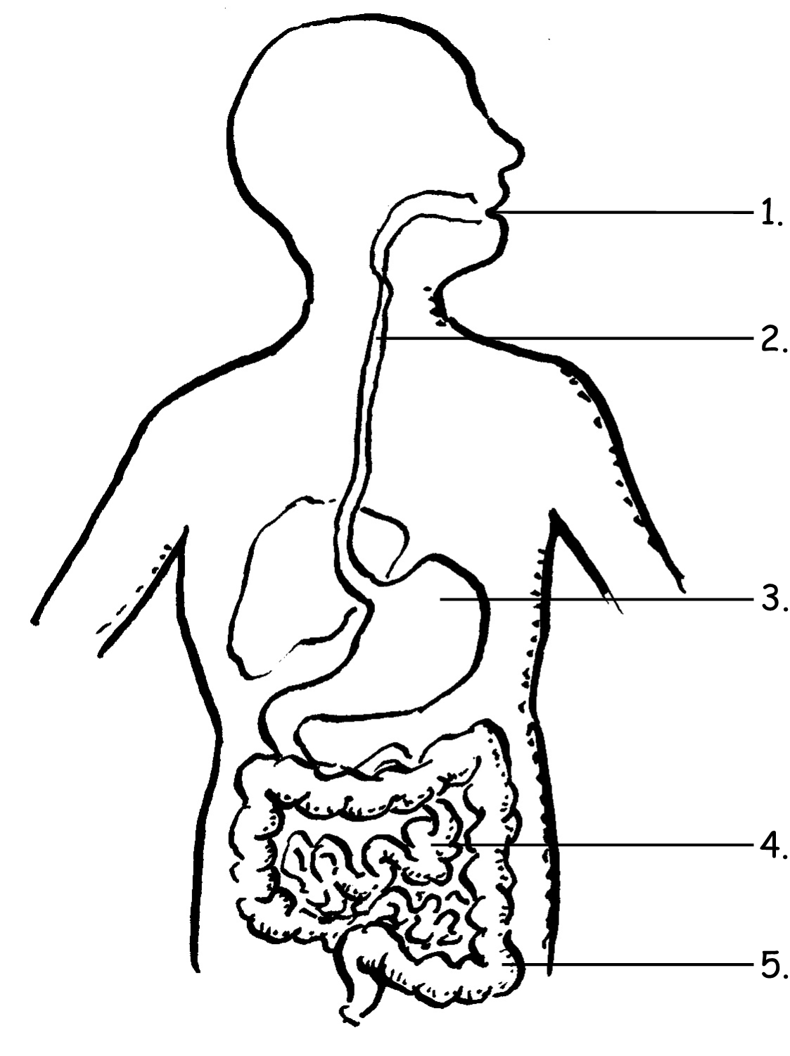 Digestive System Drawing Fine Art