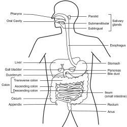 Digestive System Drawing Hand drawn