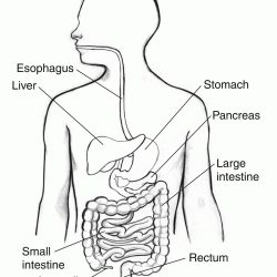 Digestive System Drawing Hand drawn Sketch