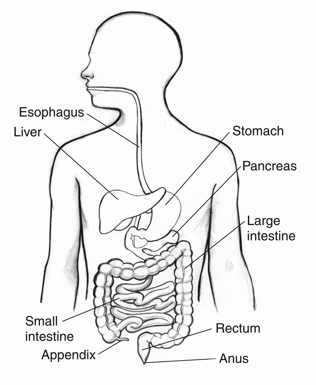 Digestive System Drawing Hand drawn Sketch