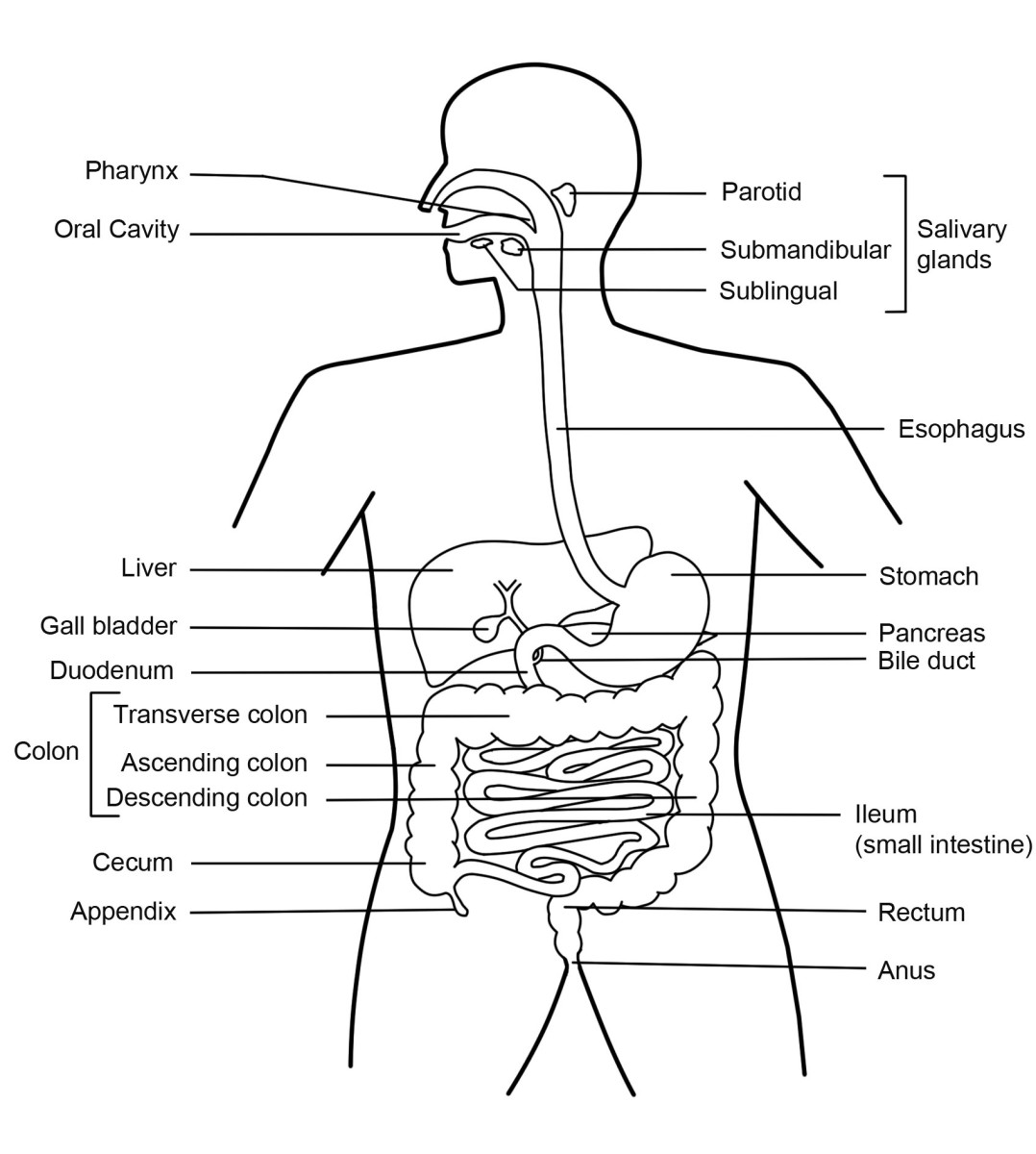 Digestive System Drawing Hand drawn