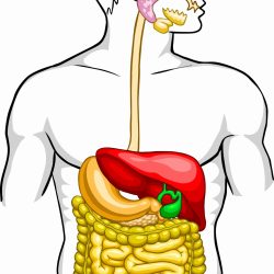 Digestive System Drawing Image