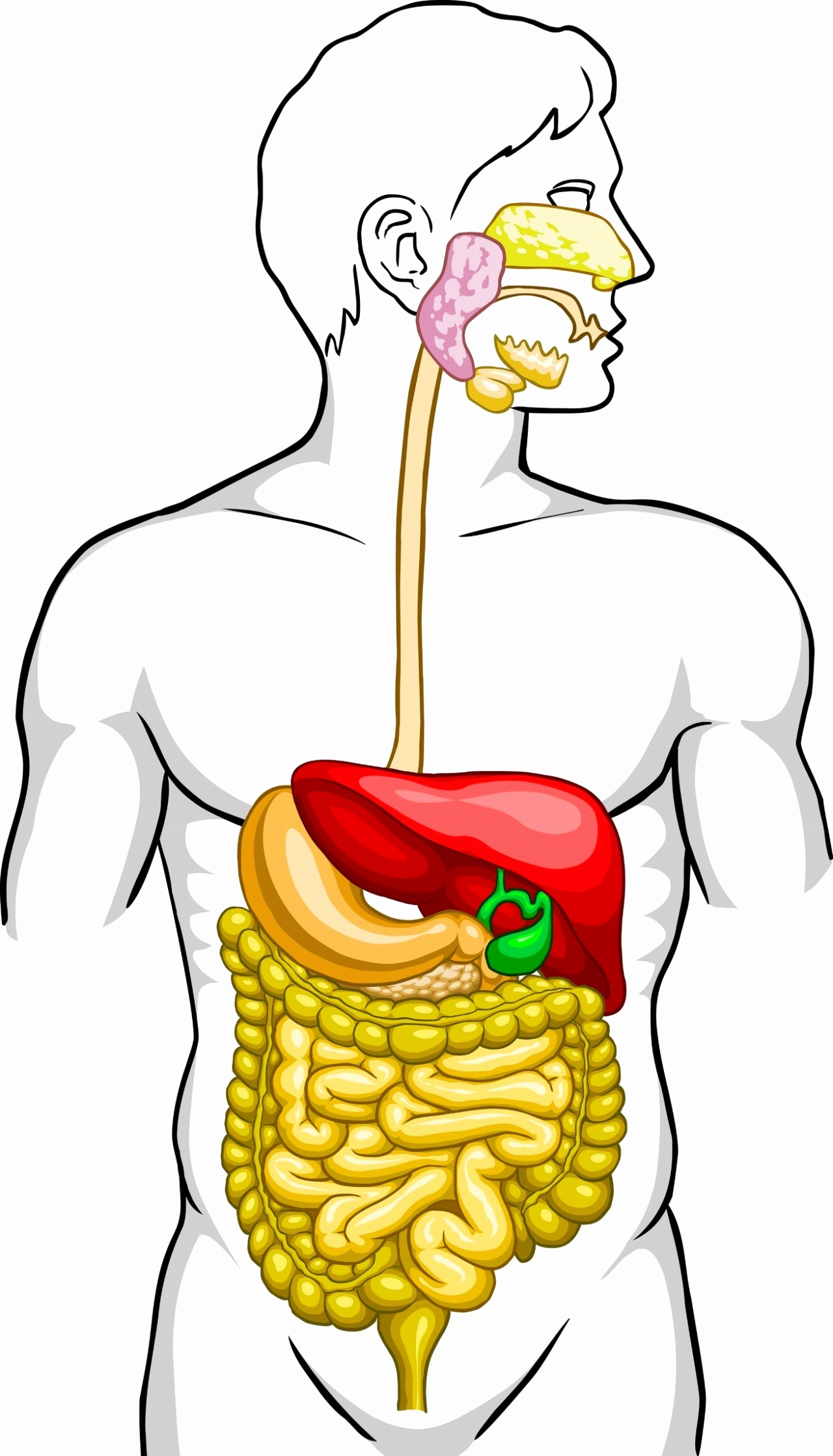 Digestive System Drawing Image