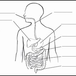 Digestive System Drawing Intricate Artwork