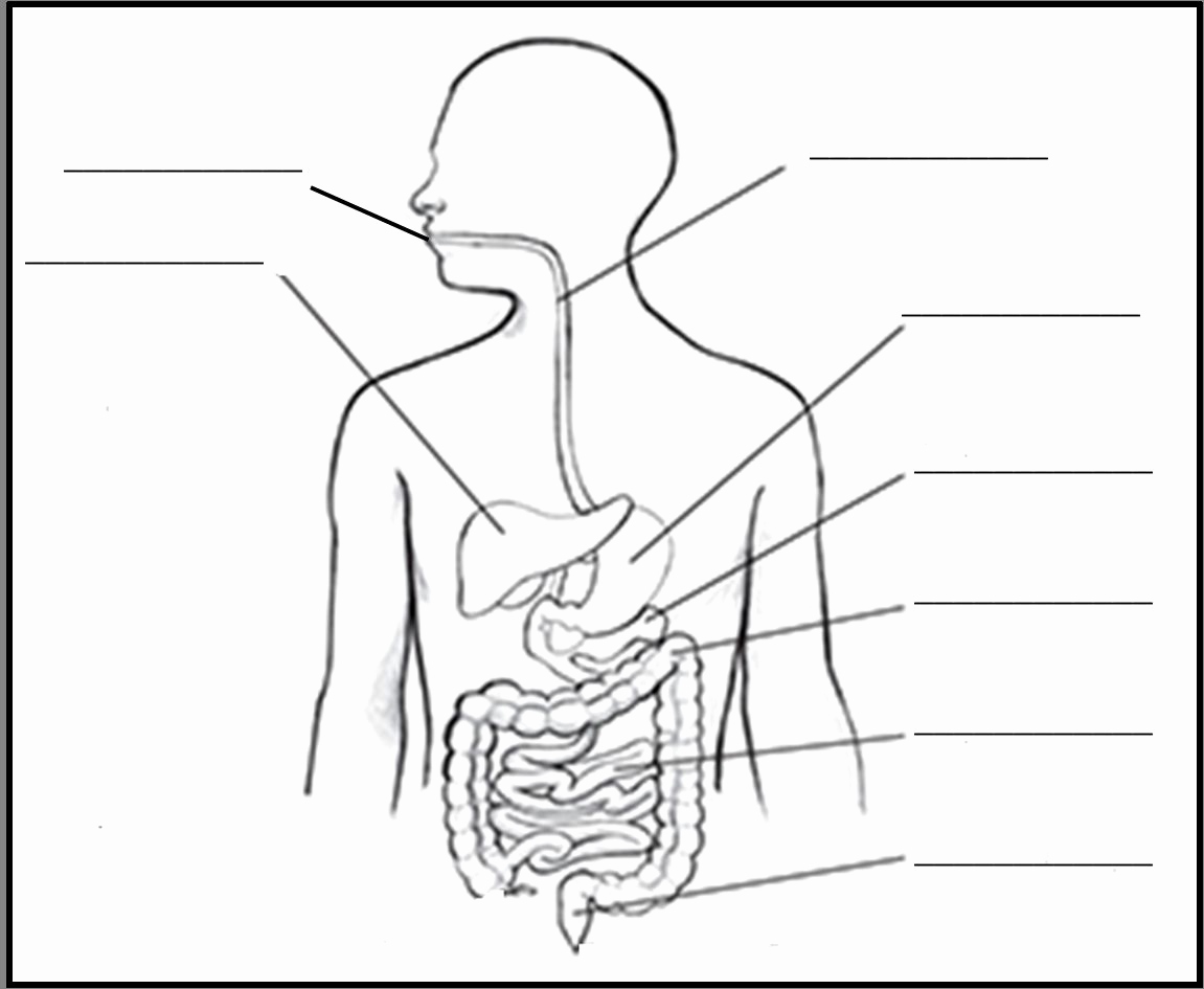 Digestive System Drawing Intricate Artwork