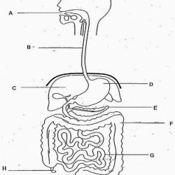 Digestive System Drawing Modern Sketch