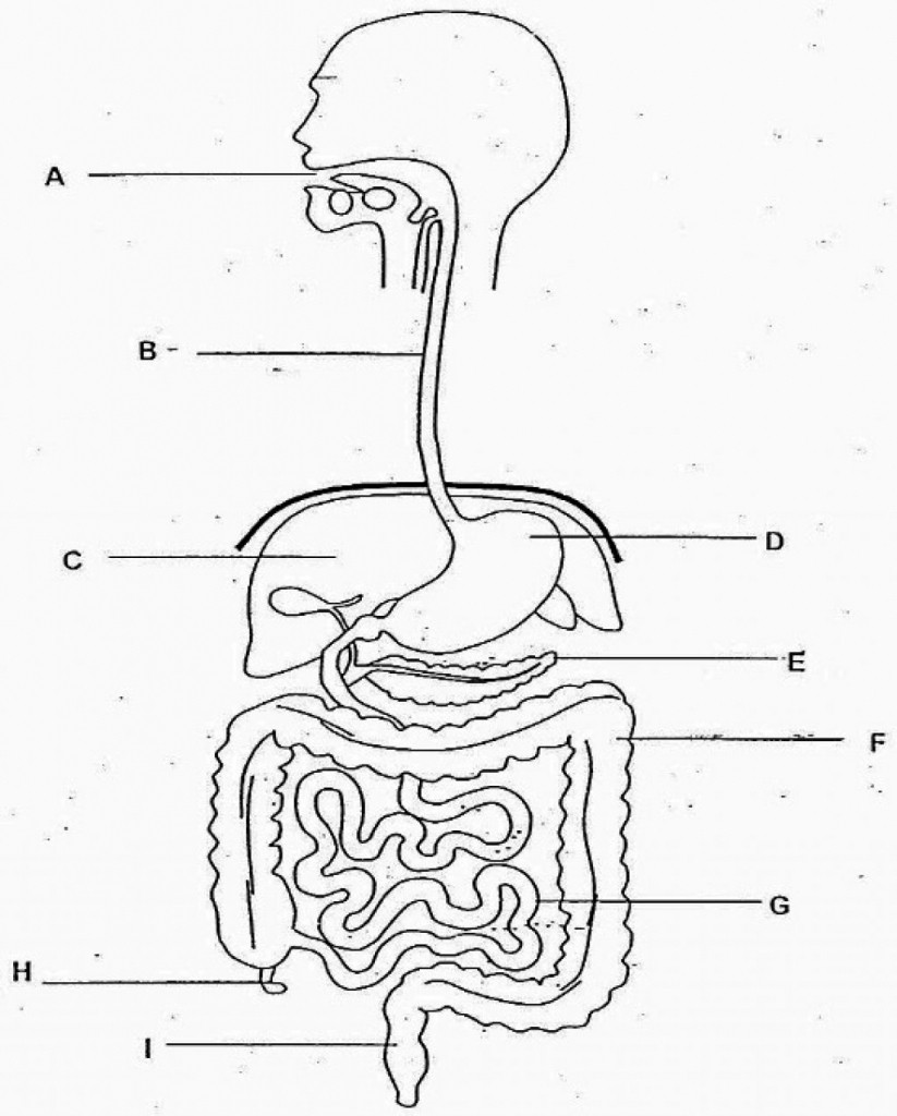 Digestive System Drawing Modern Sketch