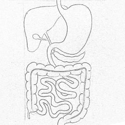 Digestive System Drawing Photo