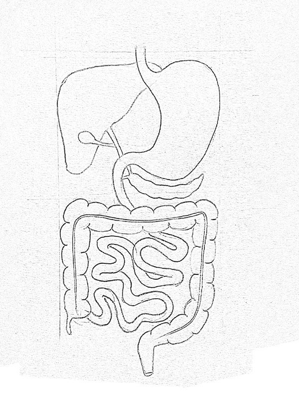 Digestive System Drawing Photo