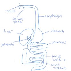 Digestive System Drawing Picture