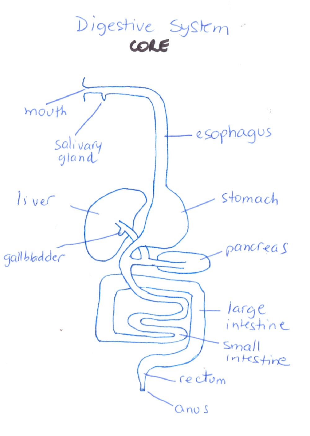 Digestive System Drawing Picture