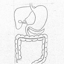 Digestive System Drawing Realistic Sketch