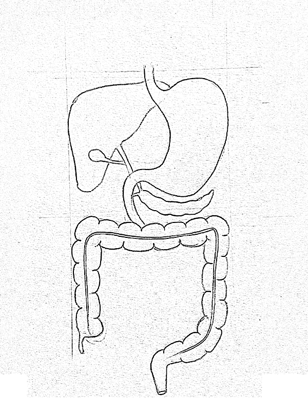 Digestive System Drawing Realistic Sketch