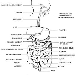 Digestive System Drawing Sketch