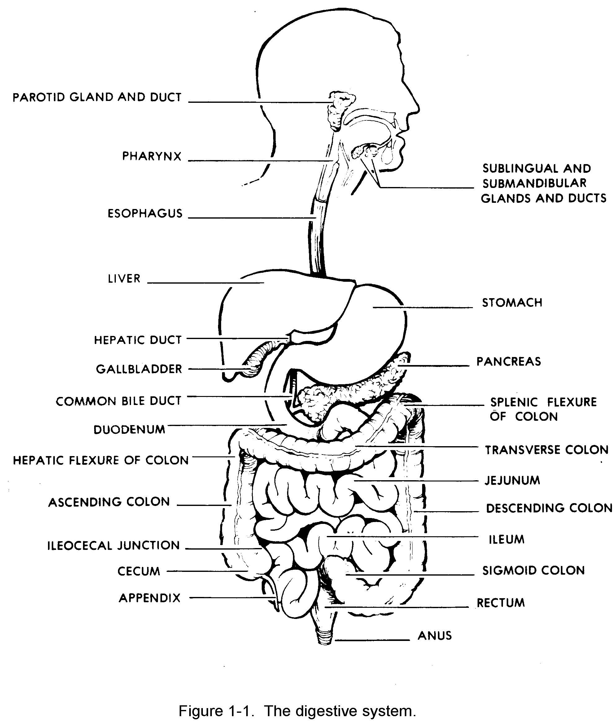 Digestive System Drawing Sketch