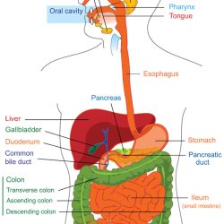 Digestive System Drawing Stunning Sketch