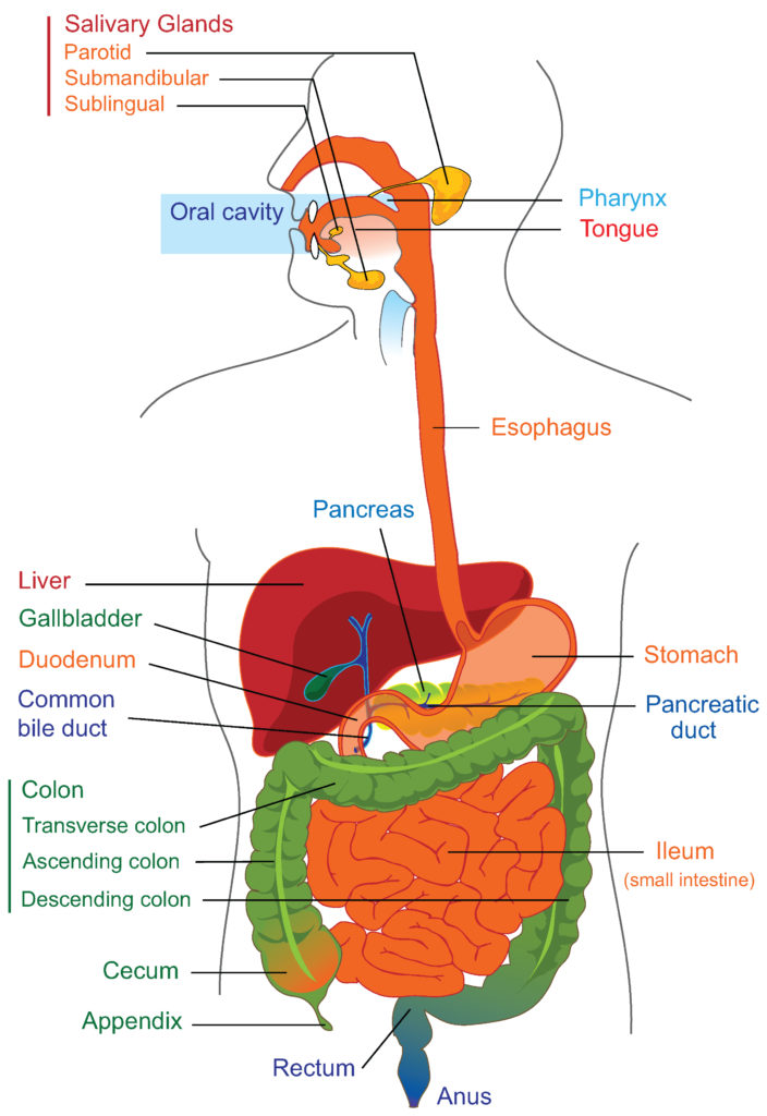 Digestive System Drawing Stunning Sketch