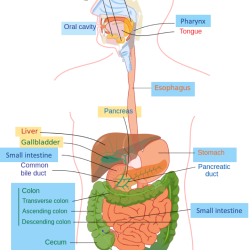 Digestive System Drawing Unique Art