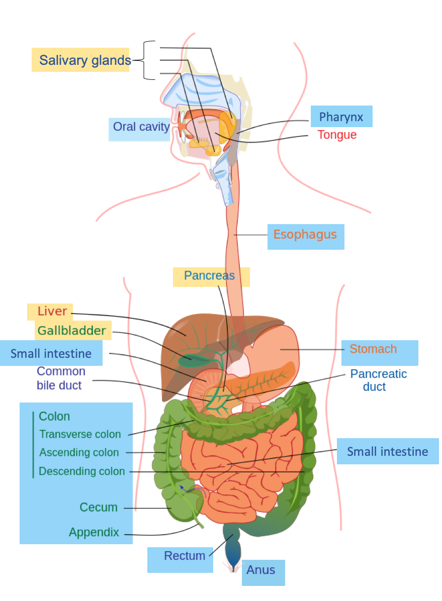 Digestive System Drawing Unique Art