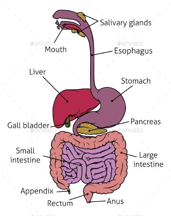 Digestive System Drawing