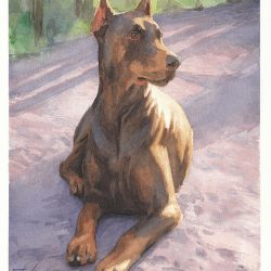 Doberman Drawing Amazing Sketch