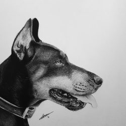 Doberman Drawing Art