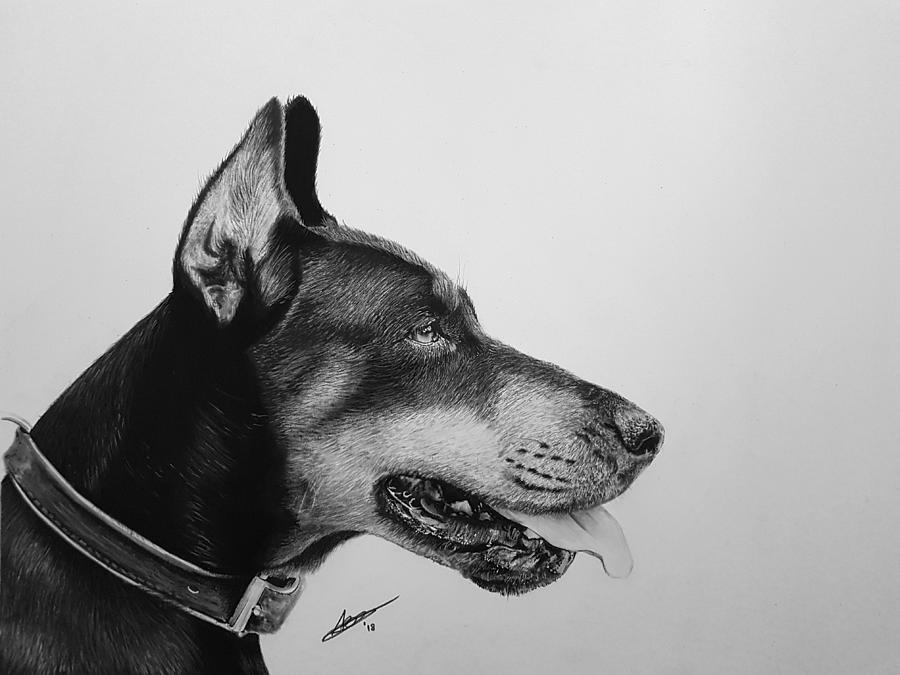 Doberman Drawing Art