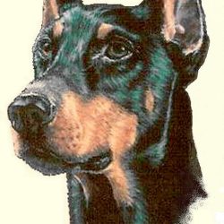 Doberman Drawing Artistic Sketching