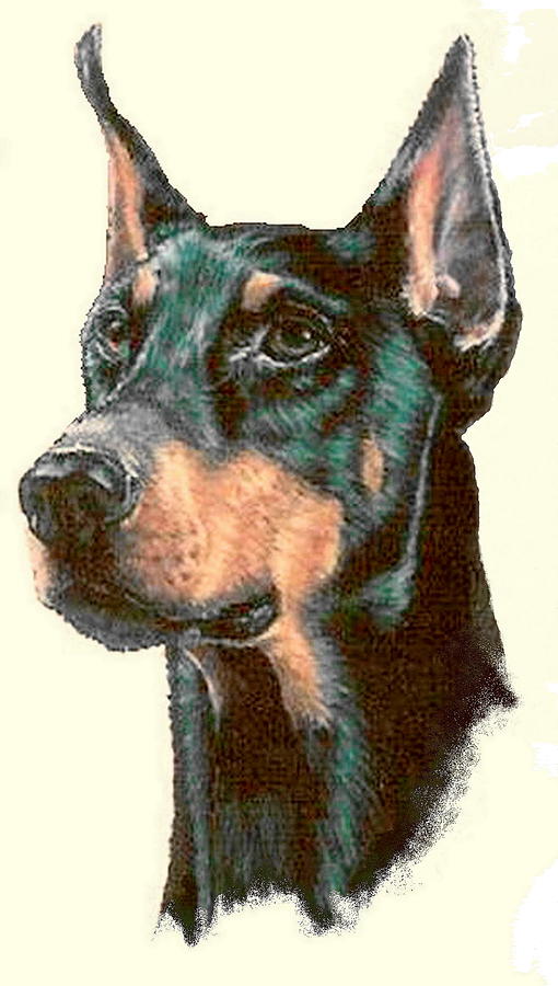 Doberman Drawing Artistic Sketching