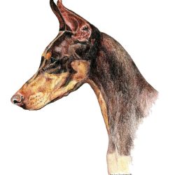 Doberman Drawing Hand drawn Sketch