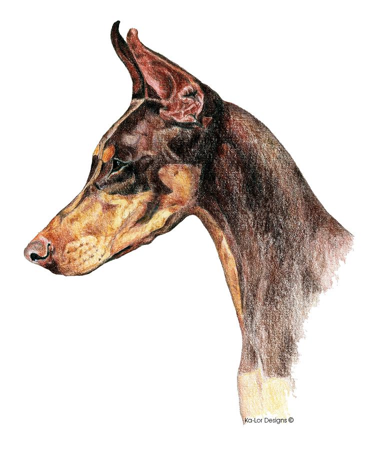 Doberman Drawing Hand drawn Sketch