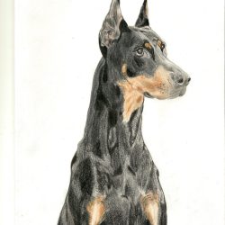 Doberman Drawing Realistic Sketch