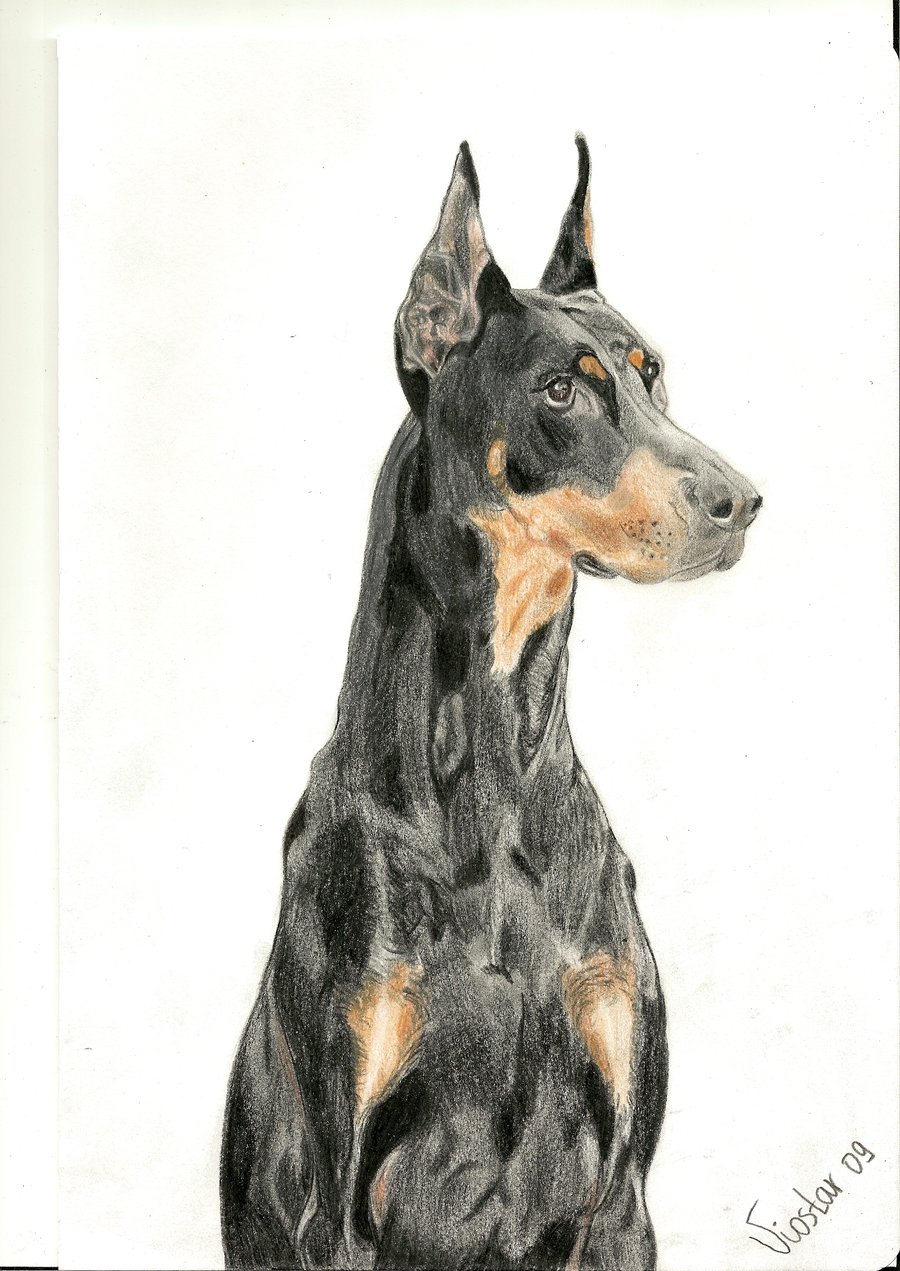 Doberman Drawing Realistic Sketch