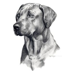 Dog Pencil Drawing