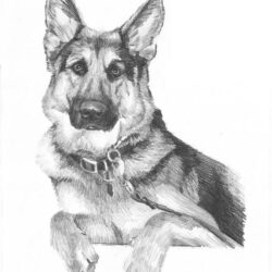 Dog Pencil Drawing Amazing Sketch