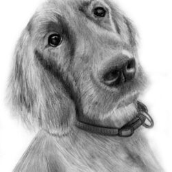 Dog Pencil Drawing Art