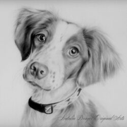 Dog Pencil Drawing Artistic Sketching